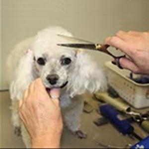 Зоосалоны, зоопарикмахерские Алупки Зоосалоны, зоопарикмахерские Алупки